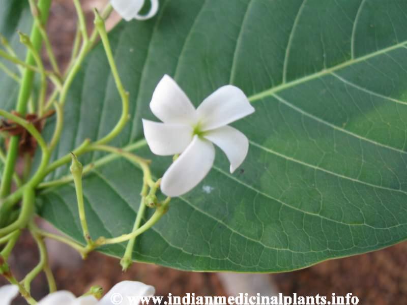 Holarrhena antidysenterica 4